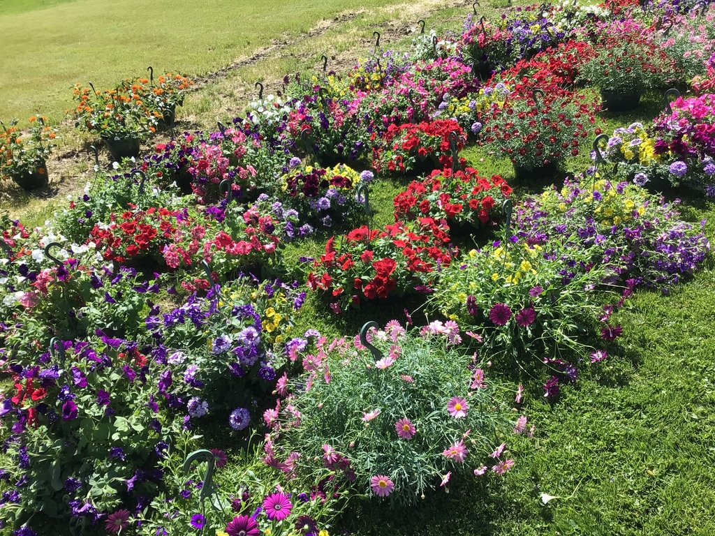 Picture of flower