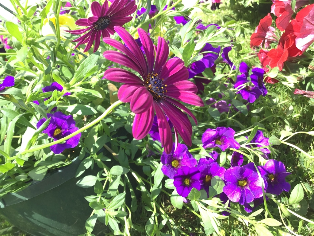 hanging basket